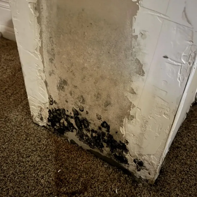 Professional Mold Removal in Greeley County, NE